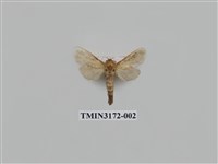 藏品(茶褐木蠹蛾)的圖片